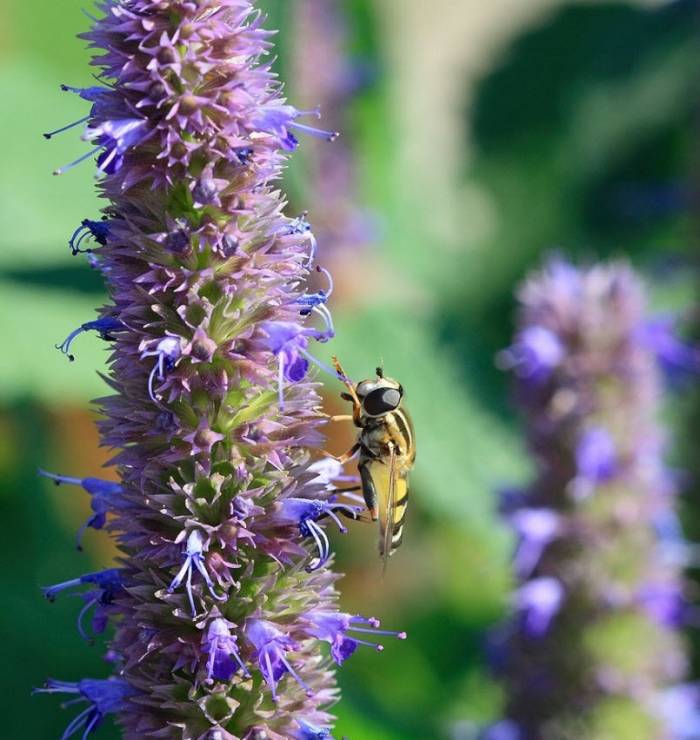 Agastache foeniculum 'Blue Fortune'