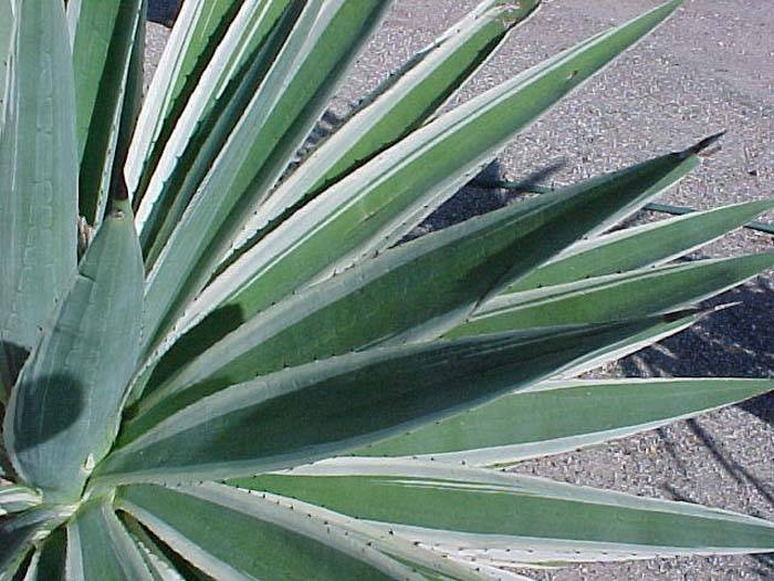 bonsai holz Bonsai Baum