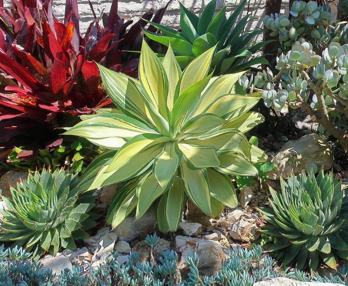 Agave attenuata 'Variegata' - Variegated Fox Tail Agave | PlantMaster