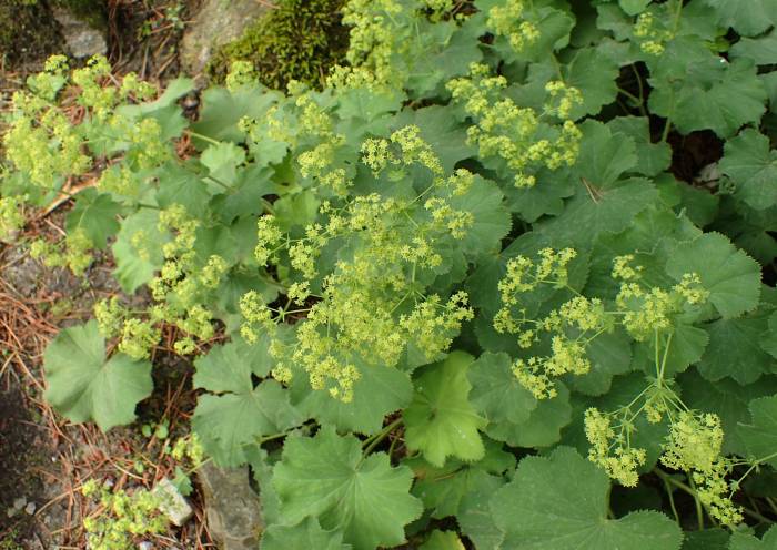 CCE Ziegler Garden | Plants