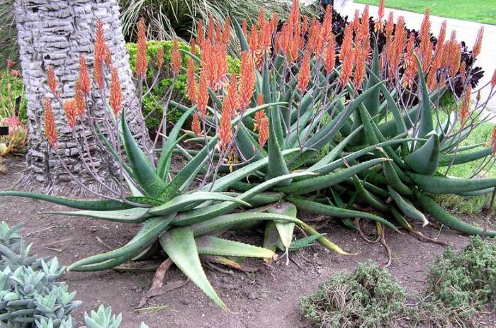 Aloe camperi - Torch Aloe | PlantMaster