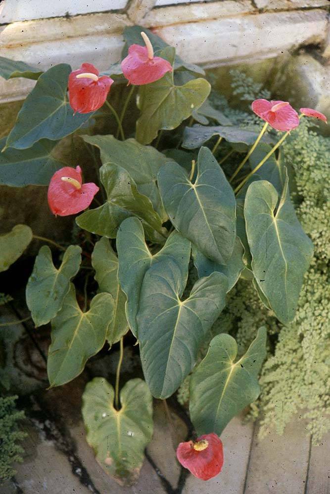 H*S様 Anthurium andraeanum Linden 斑入りピンク新 Anthurium