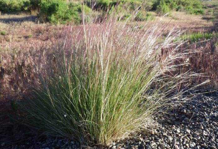 California Natives | Plants