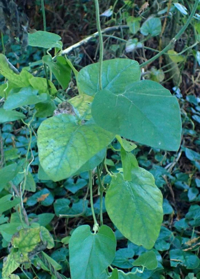 Aristolochia californica