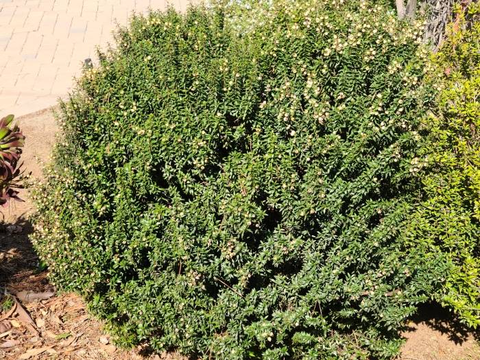 Myrtus communis 'Compacta'