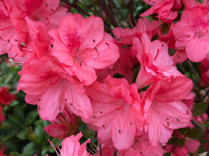 Azalea 'Blaauw's Pink'