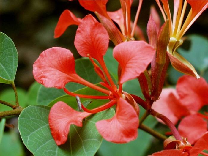 Bauhinia galpinii