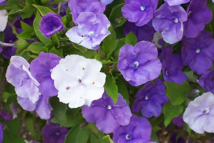 Brunfelsia pauciflora 'Floribunda'