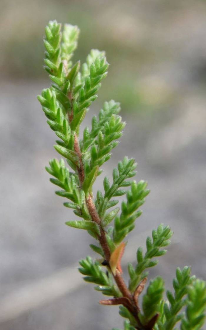 fescue plant Roemer's Fescue – Sparrowhawk Native Plants main image 0