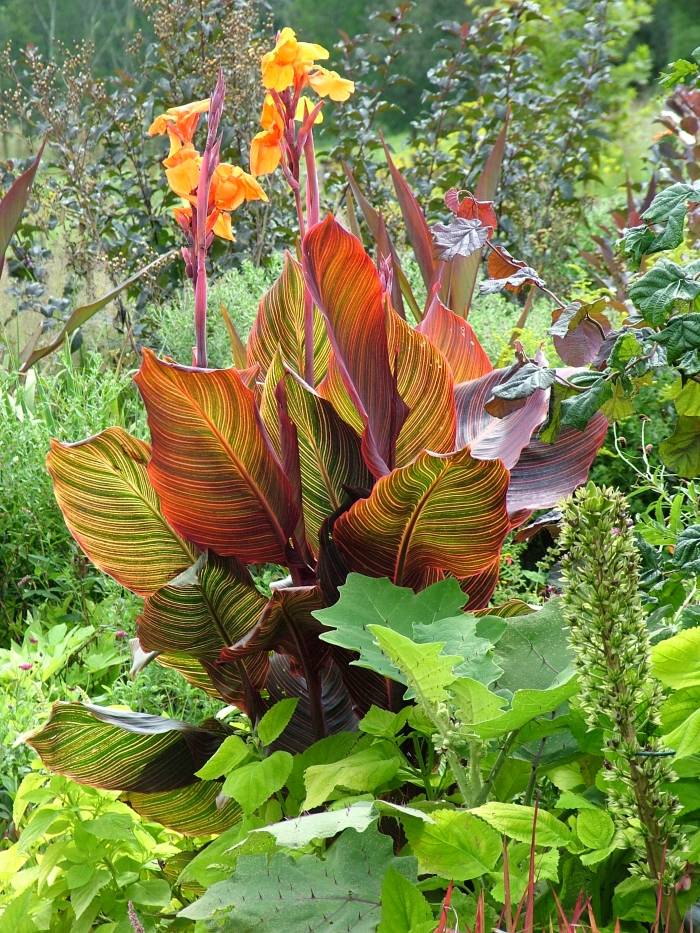 Canna 'Tropicana' - Tropicana Canna | PlantMaster
