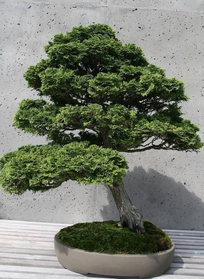 rock for bonsai Coarse Black Lava Rock 1/4