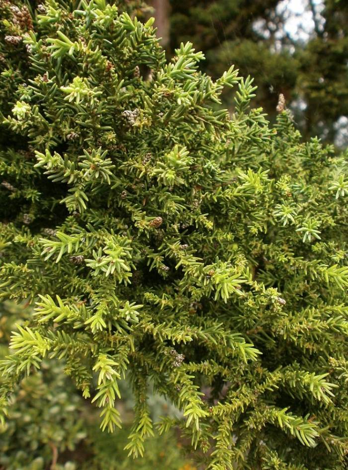 Cryptomeria japonica