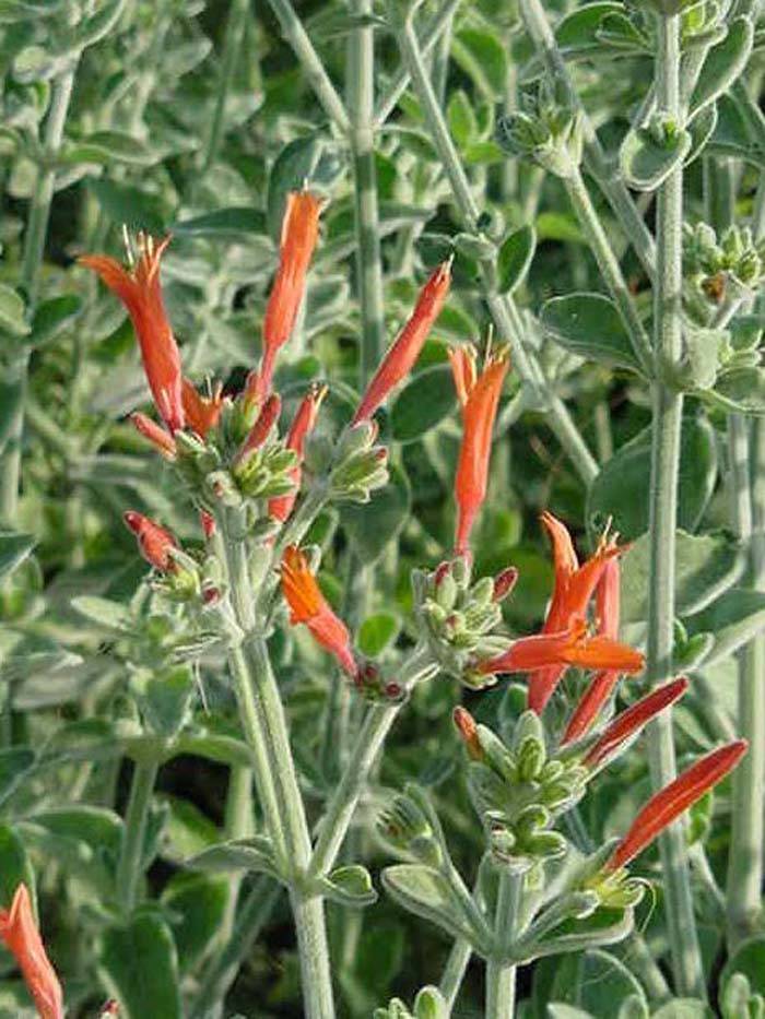 Dicliptera suberecta - Hummingbird Bush | PlantMaster