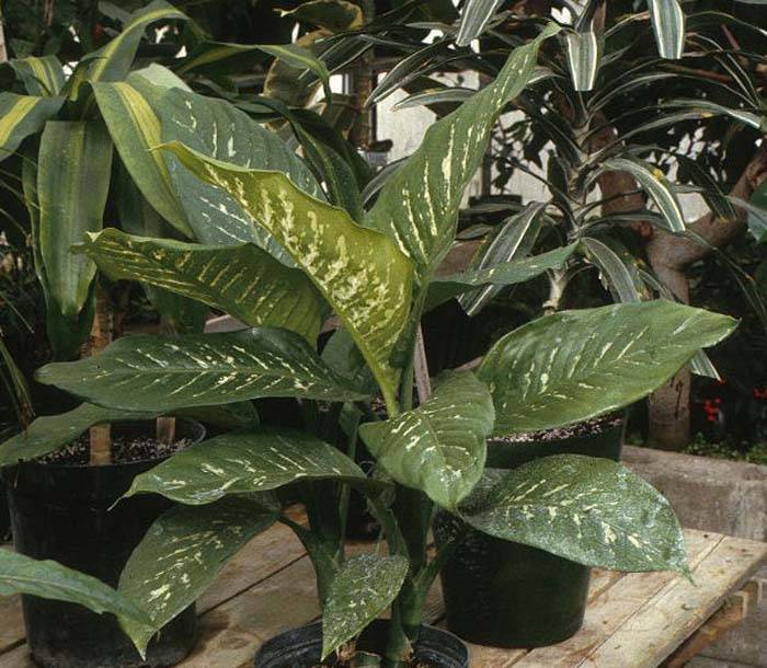Dieffenbachia amoena - Dumb Cane | PlantMaster