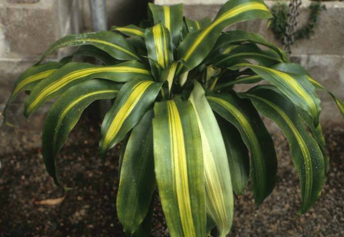Dracaena fragrans - Yellow Stripe Corn Plant | PlantMaster