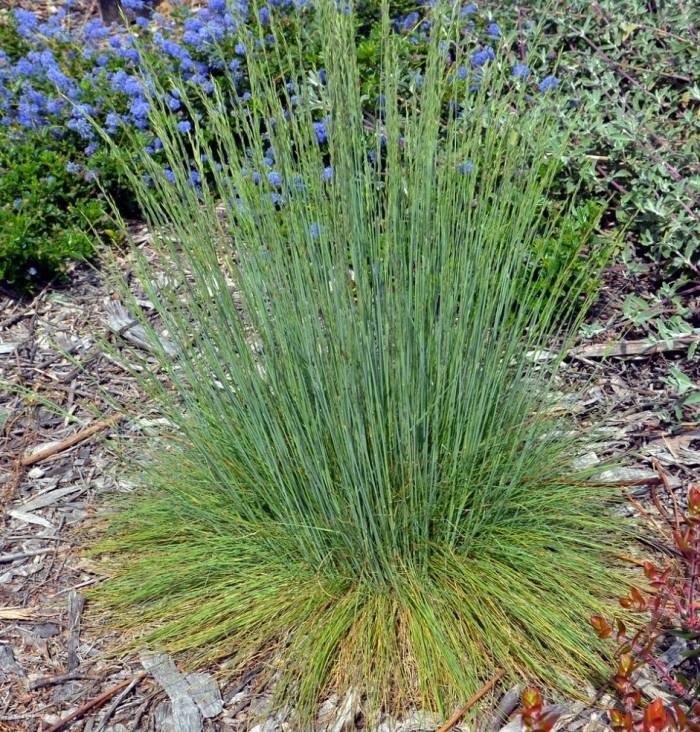 Festuca idahoensis