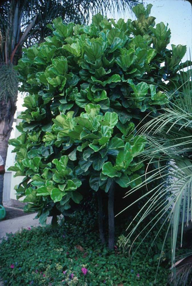 indoor plant pests Houseplant Pest Spray