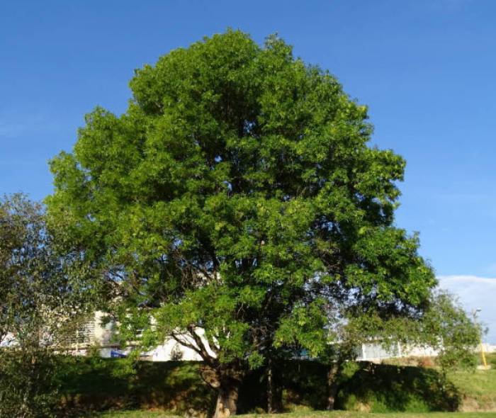 Fraxinus Uhdei Majestic Beauty 