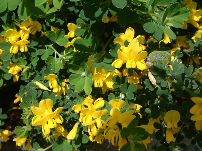 Genista Spachiana - Sweet Broom | PlantMaster