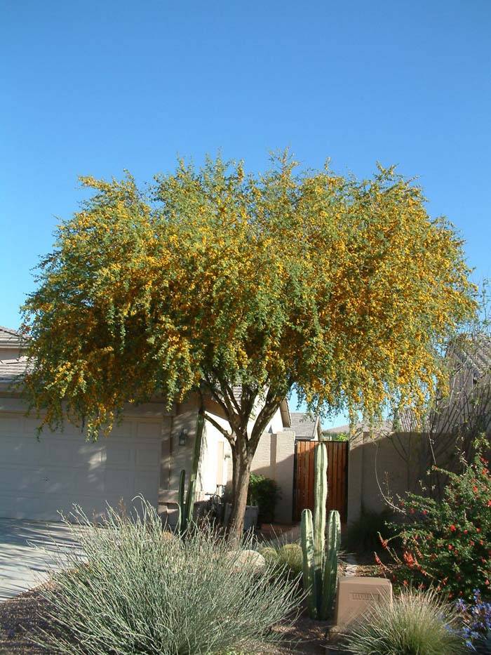 Acacia farnesiana