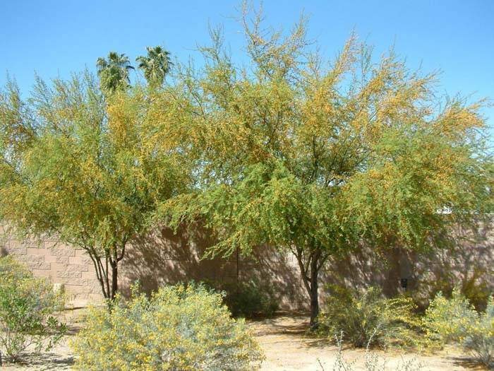 Acacia farnesiana