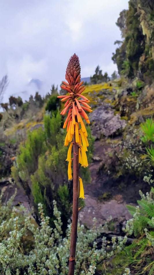 Kniphofia thomsonii - Alpine Poker | PlantMaster
