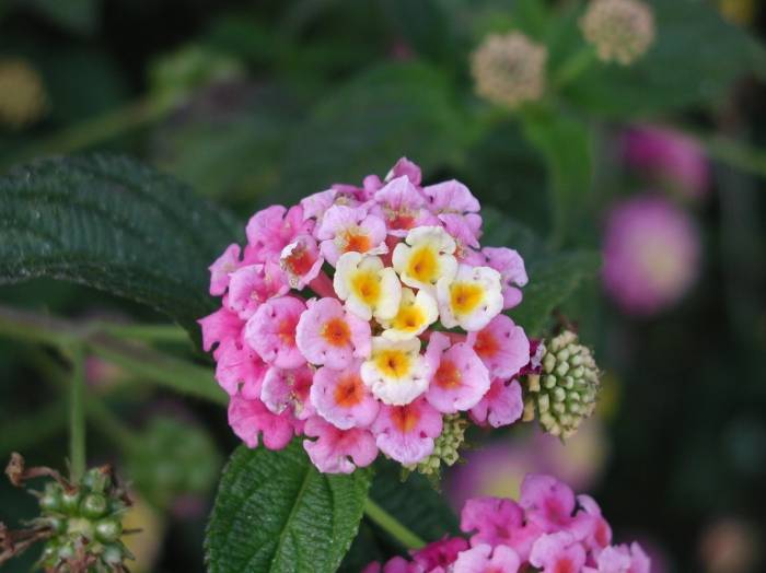 Lantana camara - Camara Lantana | PlantMaster