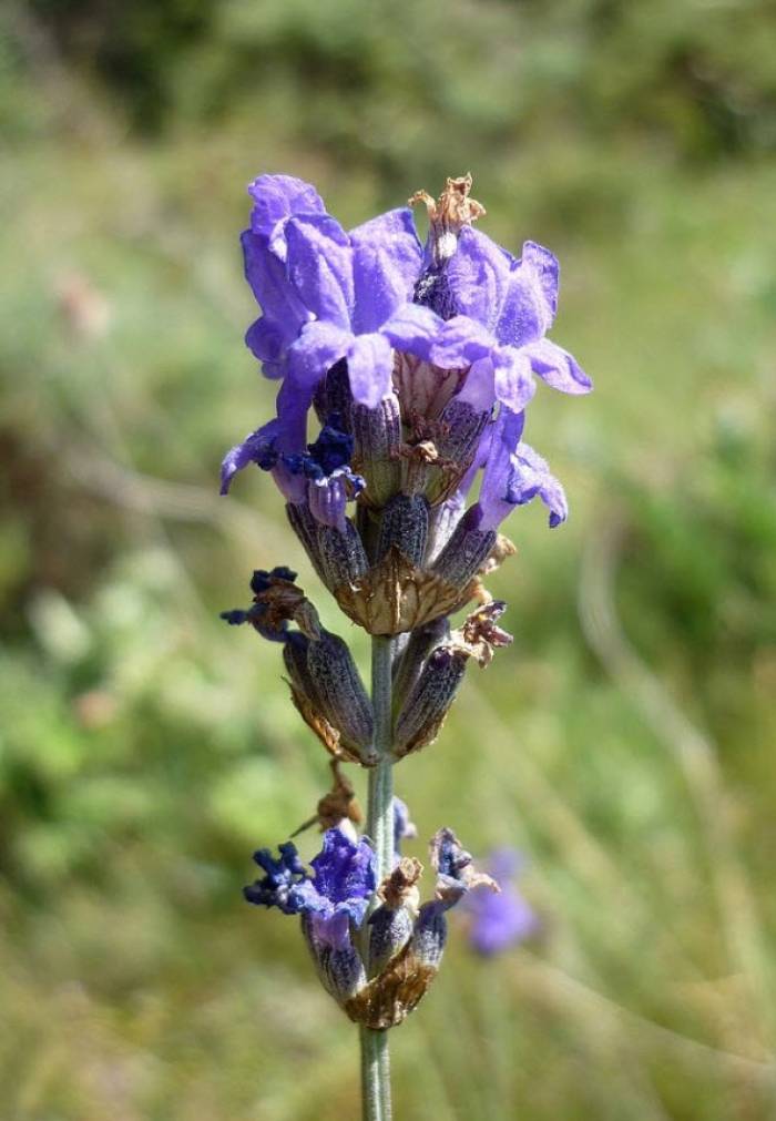 Lavandula angustifolia - English Lavender | PlantMaster