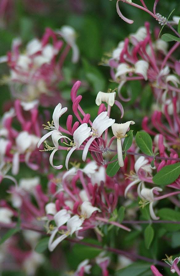 duranta erecta plant Duranta Sapphire Showers Plant main image 0