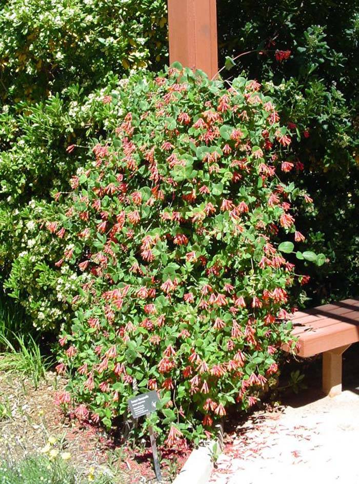 philodendron genevievianum Philodendron genevievianum – Pleated, Strappy Foliage main image 0