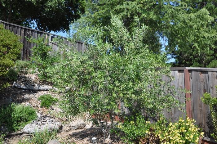 Olea europaea 'Wilsoni'