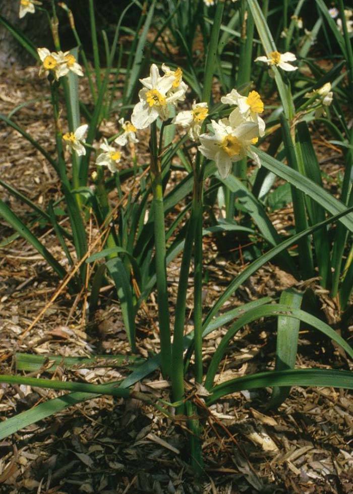 Narcissus pseudonarcissus - Daffodil, Trumpet Narcissus | PlantMaster