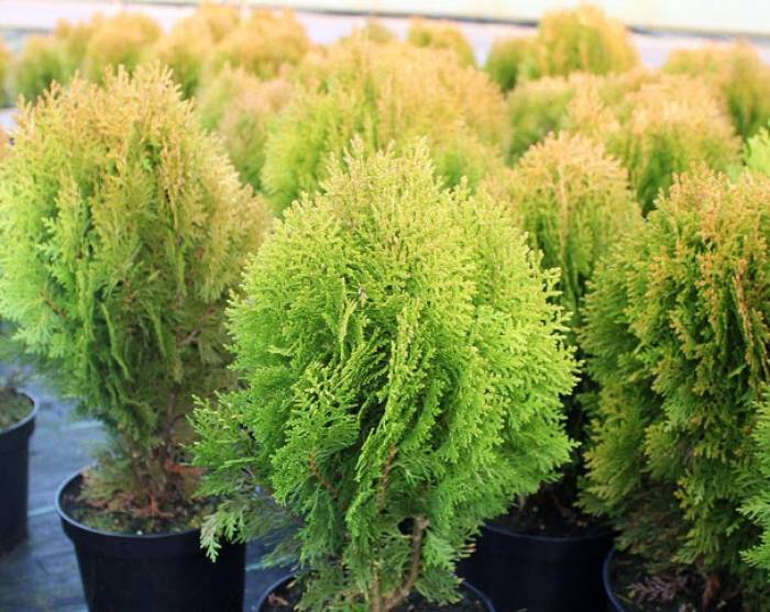 Platycladus orientalis 'Aurea Nana' - Dwarf Golden Arborvitae | PlantMaster