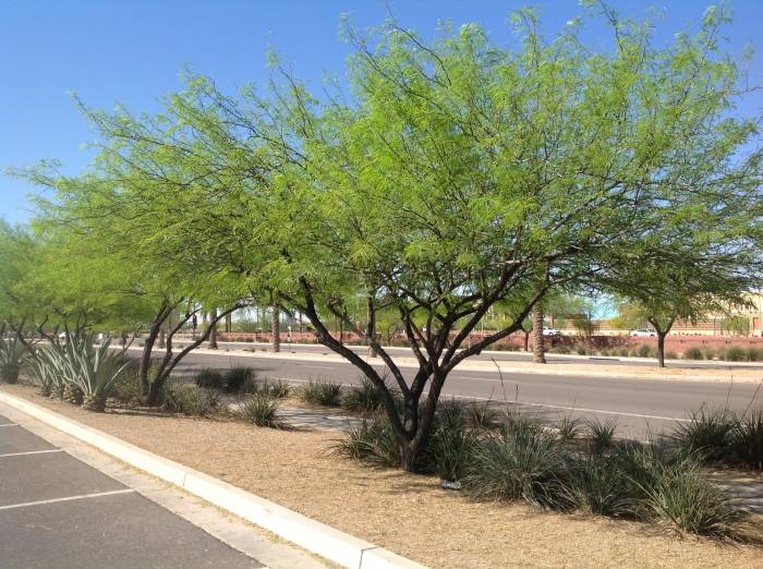 Prosopis Phoenix Chilean Mesquite Plantmaster 