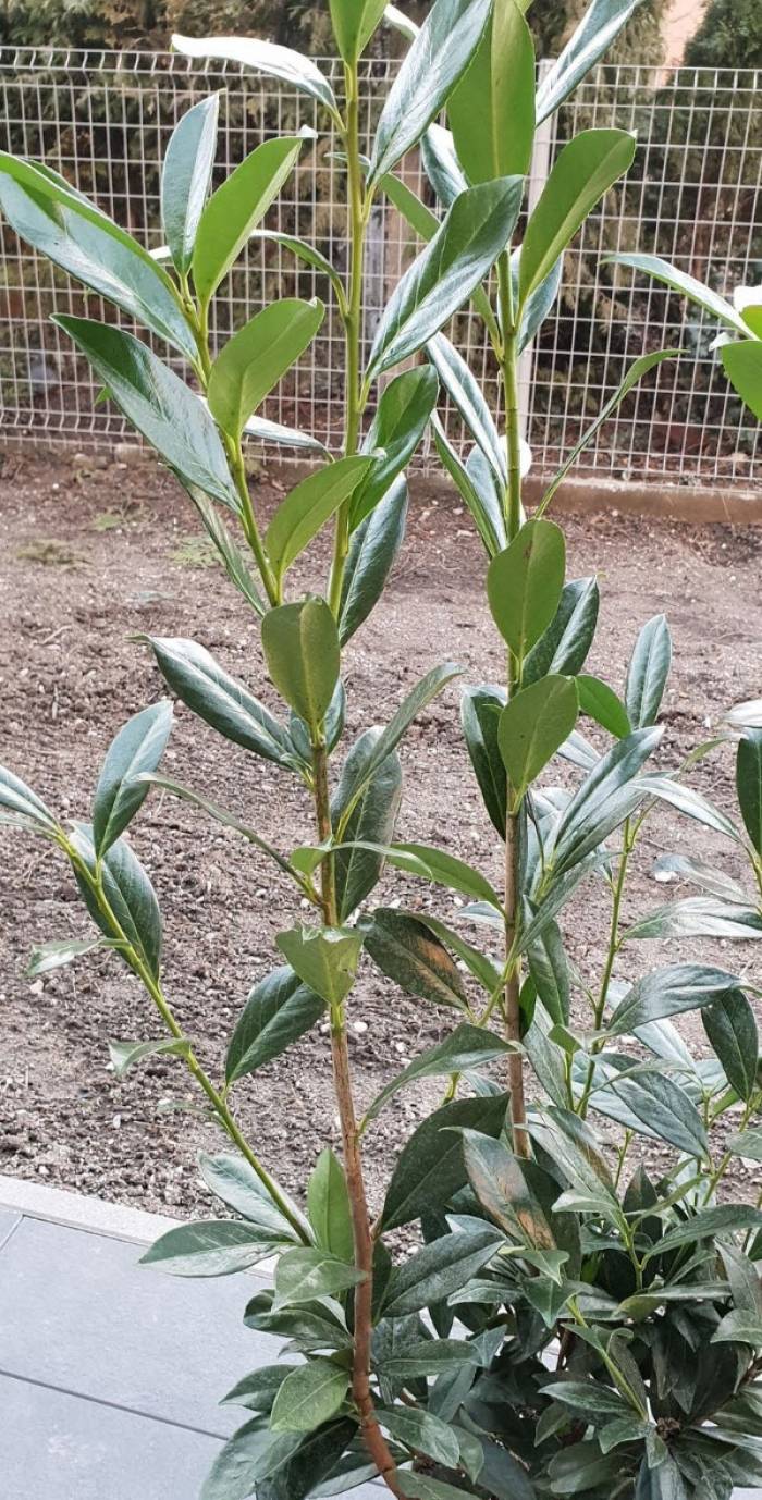Prunus laurocerasus - English Laurel | PlantMaster