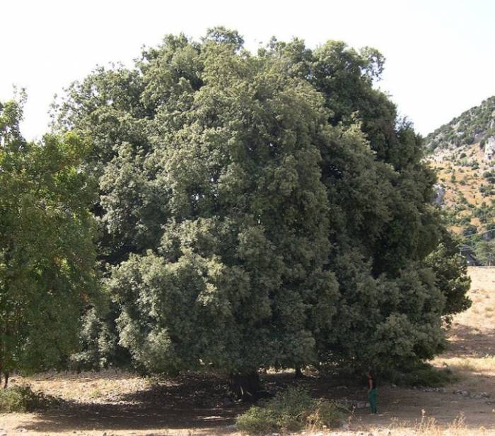 Quercus ilex - Holly Oak | PlantMaster