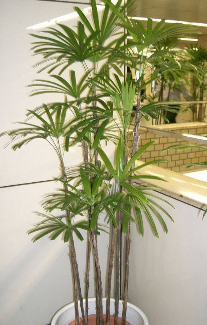 ponytail palm large LARGE Beucarnea Recurvata Ponytail Palm with Character 2' tall  Dose of  Succulents