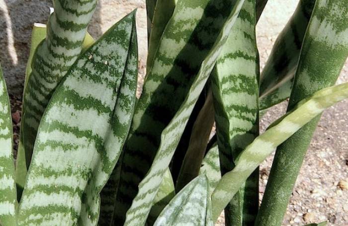 efeu ähnliche pflanzen Hedera helix 'Variegata'
