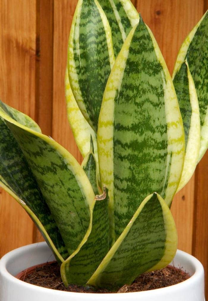 sansevieria twisted sister Sansevieria Tornado (Snake Plant)