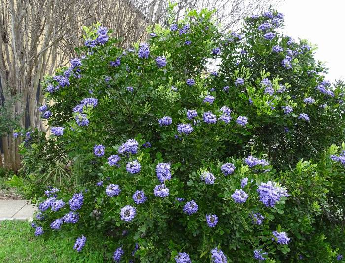 PS 829 Sustainable Plant Selection 133-143 | Plants