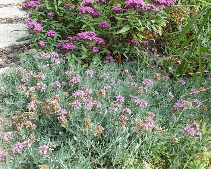 Teucrium cossonii majoricum