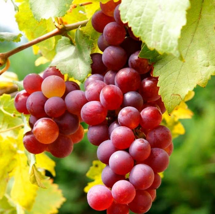 Vitis 'Flambeau Seedless' | Flambeau Seedless Grape - 1 yr (GT38)