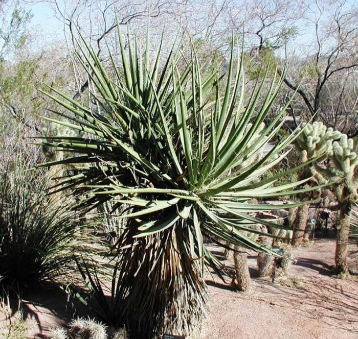 Yucca schidigera - Mohave Yucca | PlantMaster