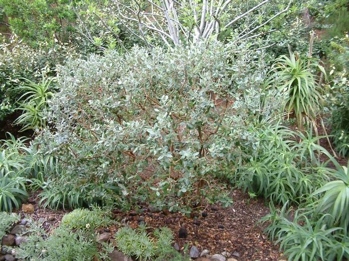 Feijoa sellowiana - Pineapple Guava | PlantMaster