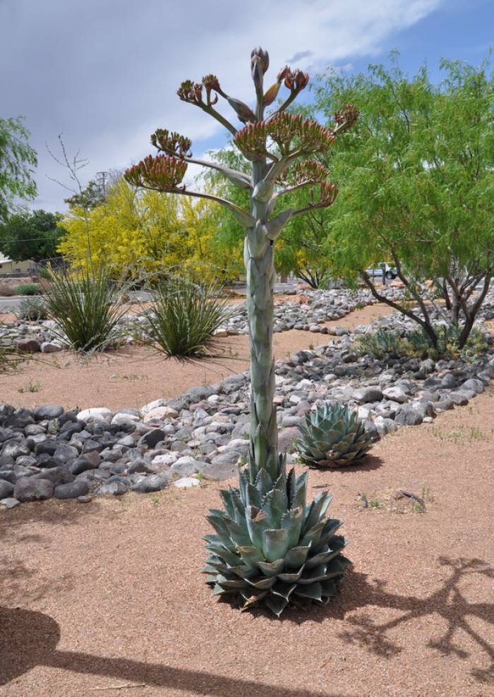 Agave parryi 'Artichoke' - Artichoke Agave | PlantMaster Agave parryi 'Artichoke' - Artichoke Agave | PlantMaster