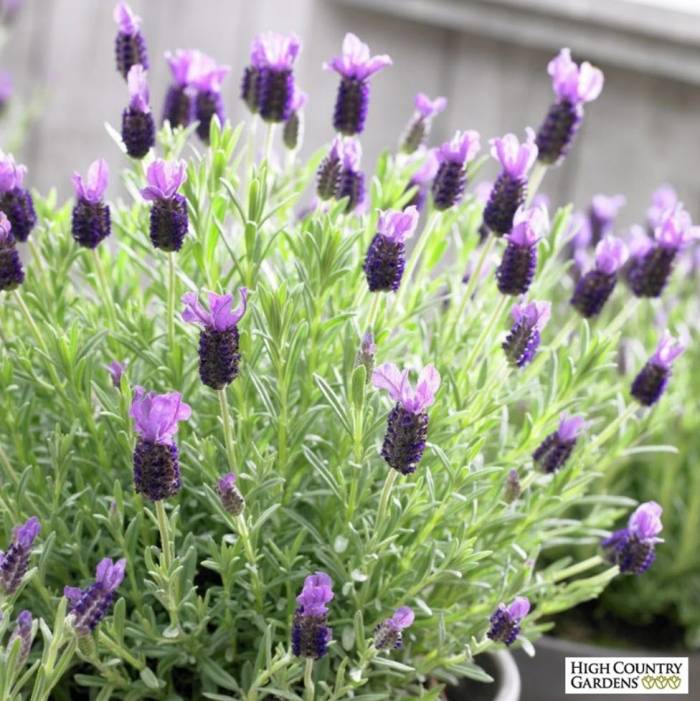 Lavandula stoechas 'Anouk' - Anouk Lavender | PlantMaster