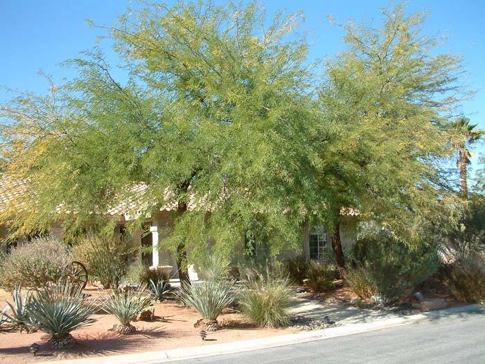 Prosopis glandulosa