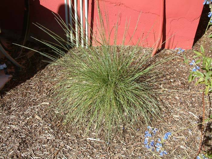California Natives | Plants