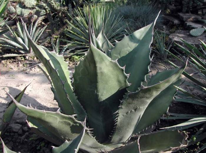 Agave salmiana v. ferox - Pulque Agave | PlantMaster
