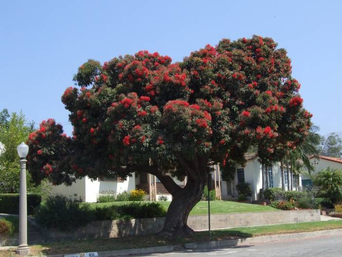 BC Trees 5 | Plants